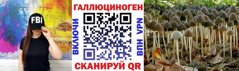 MEGA   Нолинск  Псилоцибиновые грибы Cubensis 